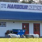 The troublesome geese graze contentedly at Watson Park, in Port Chalmers, yesterday. PHOTO:...