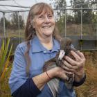 Anne Richardson with ‘Hunter’ a blue duck. Photo: Geoff Sloan