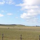 Pasture looks sparse on this sheep farm near Totara in North Otago. Photo by Sally Brooker