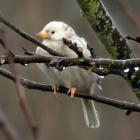 This white sparrow has made himself a home in Dunedin’s Chingford Park. PHOTO: STEPHEN JAQUIERY