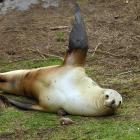 A 3-week-old sea lion pup and its mother on Allans Beach farmland in January this year. PHOTO:...