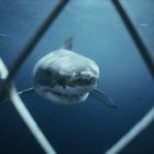 The Court of Appeal has now found that shark cage diving is an offence under the Wildlife Act....