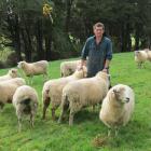 Improving hogget lambing...Sheep and beef farmer Geordie Eade, of Granity Downs, Pourakino Valley...