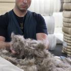 This handful of possum fur will eventually be blended with merino fleece to make Perino, a super...
