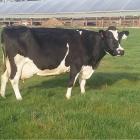 Valden Cow of the Year Raymac Justice Esonny EX, aka The General, is named for her no nonsense...