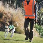 Conservation dog Tussock, with owner and handler Alex Ghaemagham, during a training session in...