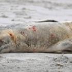 After making a rare appearance on Middle Beach, this Weddell seal was attacked by a dog yesterday...