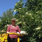 Addmore owner Kate Addis collects her product in Clandeboye. PHOTO: SUPPLIED


