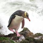 A yellow-eyed penguin/hoiho. Photo: Kate Gold