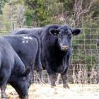 Boris still has the tag in his ear put there when he was weaned. Photo: NCN