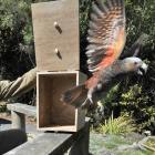 Orokonui ranger Elton Smith releases a kaka late last year. Photo: Christine O'Connor