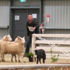 Quentin Whitehead, of Gore, and Sam, work as a team to pen the sheep during last year’s Southern...