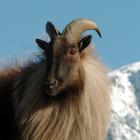 Tahr have have become a threat to the ecosystems in alpine areas of the South Island, the...