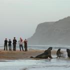 Tourists meet sealions on Surat Beach near Pounawea, a popular Catlins tourist spot. Photo by...