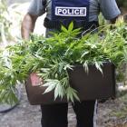 A police officer carries cannabis plants seized during a raid in Northland. PHOTO: SUPPLIED
