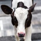 For years, companies in the pelts business have collected dead calves for free, and sold their...