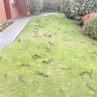 Kedleston Drive residents are fed-up with the mess honey locust trees are making. Photo Supplied