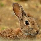 A Central Otago rabbit. PHOTO: STEPHEN JAQUIERY