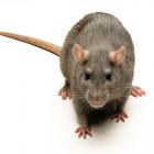 rats_move_indoors_for_the_good_life_in_food_outlet_2046609970.jpg