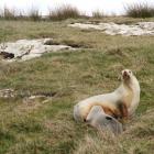 The adventurous sea lion and its pup in the Catlins last week. Photo by Taylor Davies-Colley.