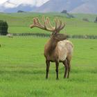 Top bull . . . Highly-rated Connemara sire Hohepa. PHOTO: SUPPLIED