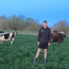 Farm manager Nicholas Bailey poses with cows out the back of his residence on Brent and Hayley...