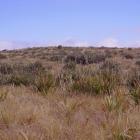 The site of the Flagstaff fire prior to being fire-damaged last year, described as a rich native...