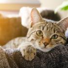 Would you like to see rules in place for the control of cats in urban areas? Email your views to...