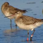 Some godwits have returned to the estuary after flying 11,000km from Alaska. Photo: Grahame Bell