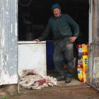 Maheno farmer Doug Brown lost a dozen lambs to dog attacks. PHOTO: GUS PATTERSON