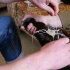 A transmitter is attached to a kaka to ensure the movements of the endangered bird within and...