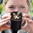 Nichol’s Garden Centre marketing manager Annabel Roy holds a highly sought-after Philodendron...