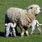 The earlier high lambing survival rates assisted a strong run of economic growth in Otago. Photo...