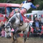 Former bareback rider Adam Williams, of Rakaia, in action at the Outram Rodeo 
...