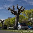 A pollarded tree on Claremont St, Maori Hill. PHOTO: GERARD O’BRIEN

