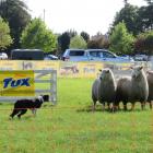 Top dog triallists are due to compete at the Tux dog trials at the Ashburton A&amp;P Showgrounds...