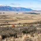 Wilding pine efforts near Twizel received the most funding, of $5,054,211, covering a 2512ha...