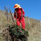 Anne Steven sprays Russell lupins alongside State Highway 8, the Lindis Pass.
PHOTOS: MARK PRICE