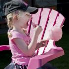 Eating candyfloss at the Extravaganza Fair is Georgia Dunning (3), of Dunedin.