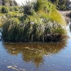 Kaiwaiwai wetland, in the Wairarapa, constructed by dairy farmers Kaiwaiwai Dairies. Photo: RNZ