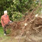 Robertson St resident John Hamilton inspects a tree uprooted by the mini-tornado on the verge...