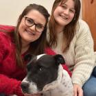 Caitlin (left) and Georgia Thompson comfort Lou, an injured dog shot with an arrow in Southland....