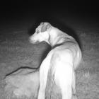 An image of the dog captured on a thermal camera. It is suspected of killing more than 50 lambs...