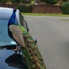 One of two rogue peacocks which have been on the run in Oamaru. PHOTO: SUPPLIED