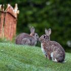 Rabbits at the Otakou Maori Cemetery yesterday. PHOTO: STEPHEN JAQUIERY