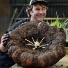 Dunedin Botanic Garden plant collection curator Stephen Bishop holds the corpse plant which has a...