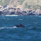 One of the two humpback whales spotted at Taiaroa Head on Tuesday. PHOTO: MIKE WILLIAMS