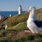 Albatross are making their way back to Taiaroa Head. Photo: supplied