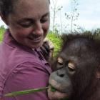 Dr Green gets up close and personal with an orangutan on a field trip to 
 Indonesia. 