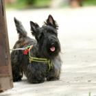 The Scottish terrier in the Dunedin City Council FYI brochure.